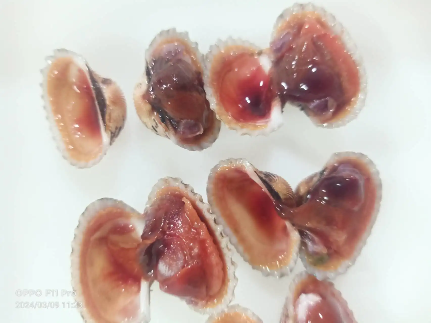 Wholesale Indonesia Frozen Mao Clam/blood Clam Buy Blood Clam frozen