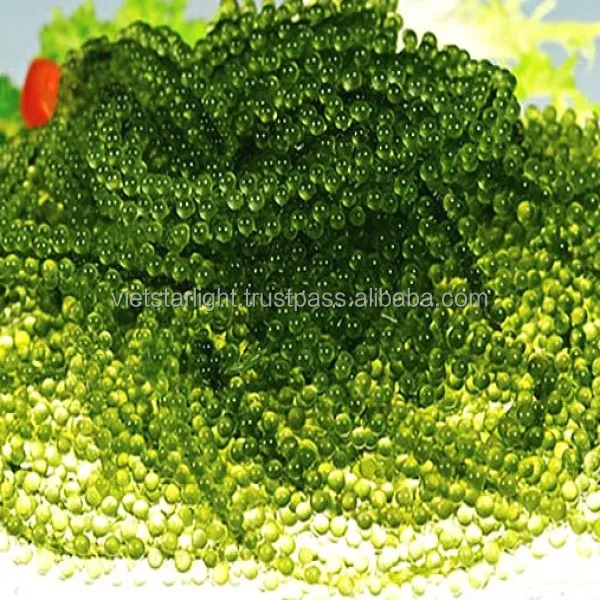 Best Choice Dried Sea Grape Vietnam With Fresh Sea Grape Green Caviar