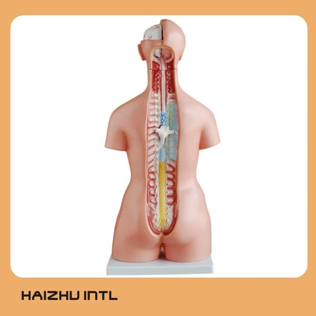 Mushakli ayol bilan porno tomosha qiling