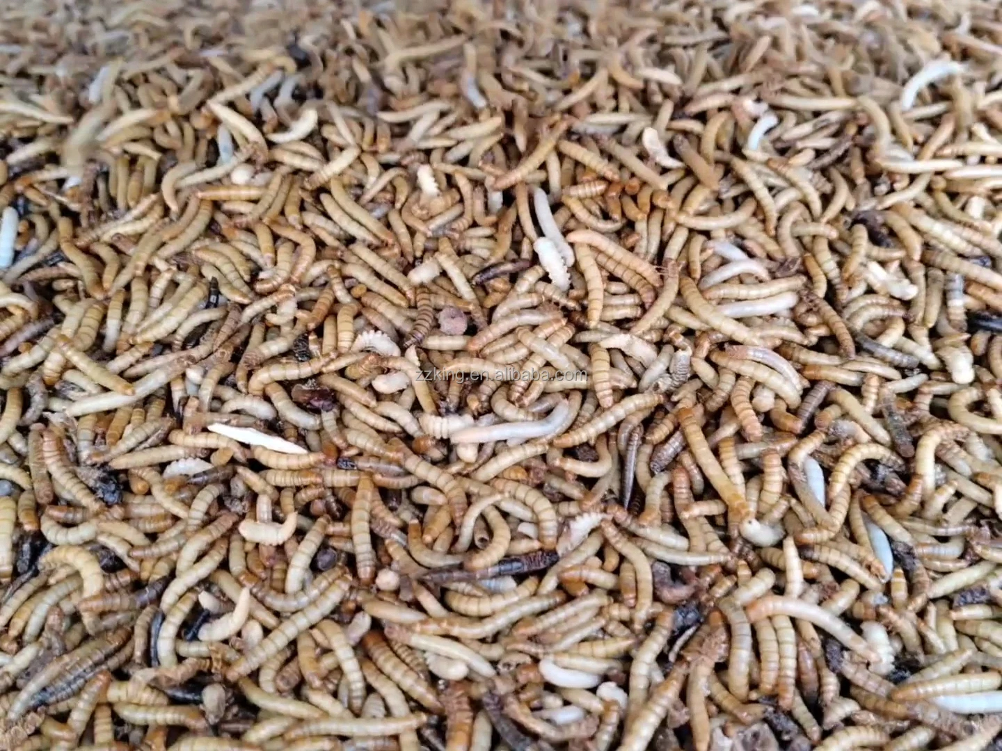 Yellow Mealworm Separator With Mealworm Breeding Screen For Mealworm