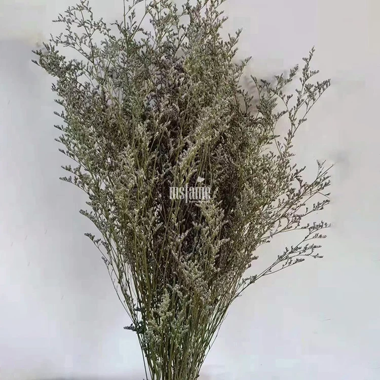 Codariocalyx motorius (3)