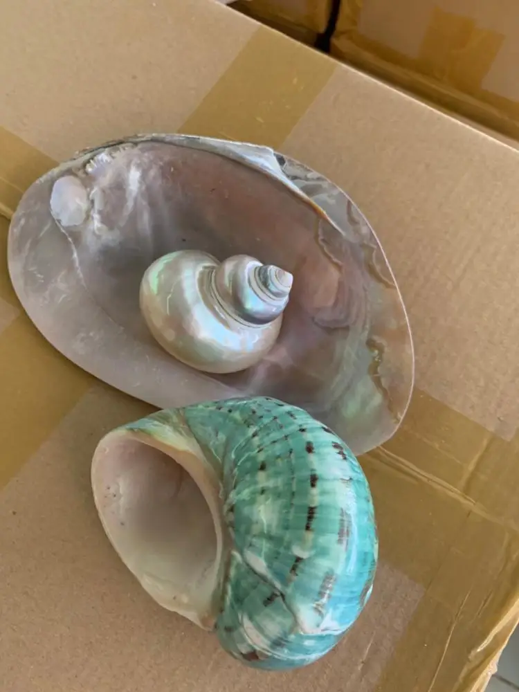 Snail Shell for Escargot/hernit Crab/ Crafts/snail Shell Large From 99 Gold Data Processing