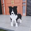 Border collie 600g