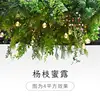 Yangzhi Honey Dew New