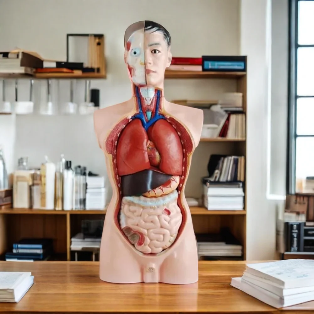 DARHMMY 85CM Male Torso Human Anatomy Simulator with 19 Parts Medical Science Training Product