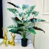 Planta de papa de hoja de encaje