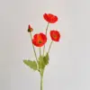 Rose garance