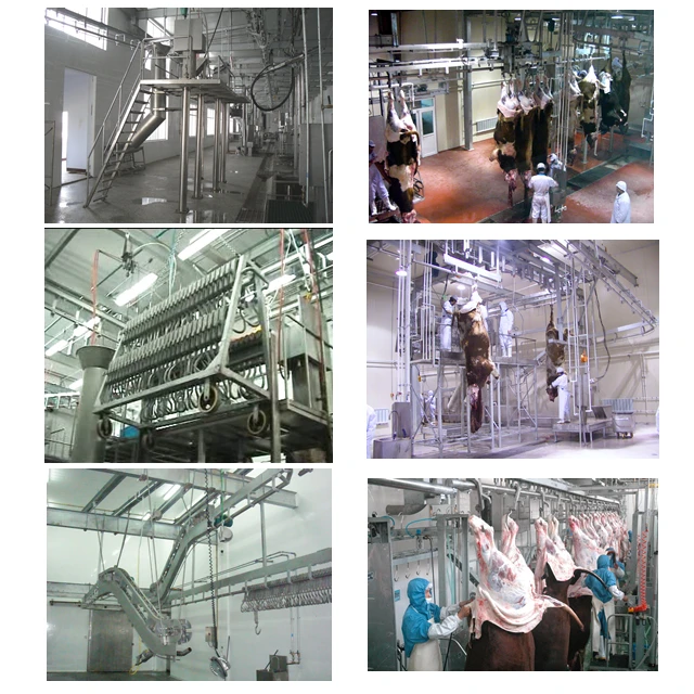 Cattle slaughtering operations in meat processing plants, and slaughterhouses with slaughtering equipment