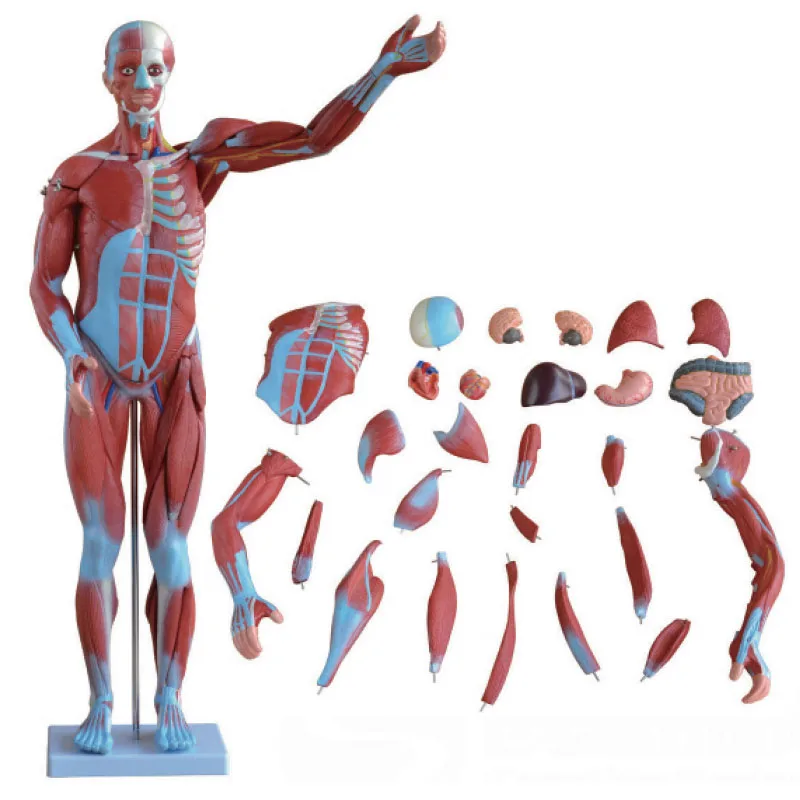 Мышца человеческого тела прикреплена с помощью модели внутренних органов 80 см модель распределения мышц в человеческом теле