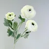 Peonía Blanca