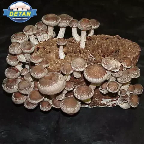 Detan Shiitake Spawn with High Temperature Sterilization Mushroom Farm