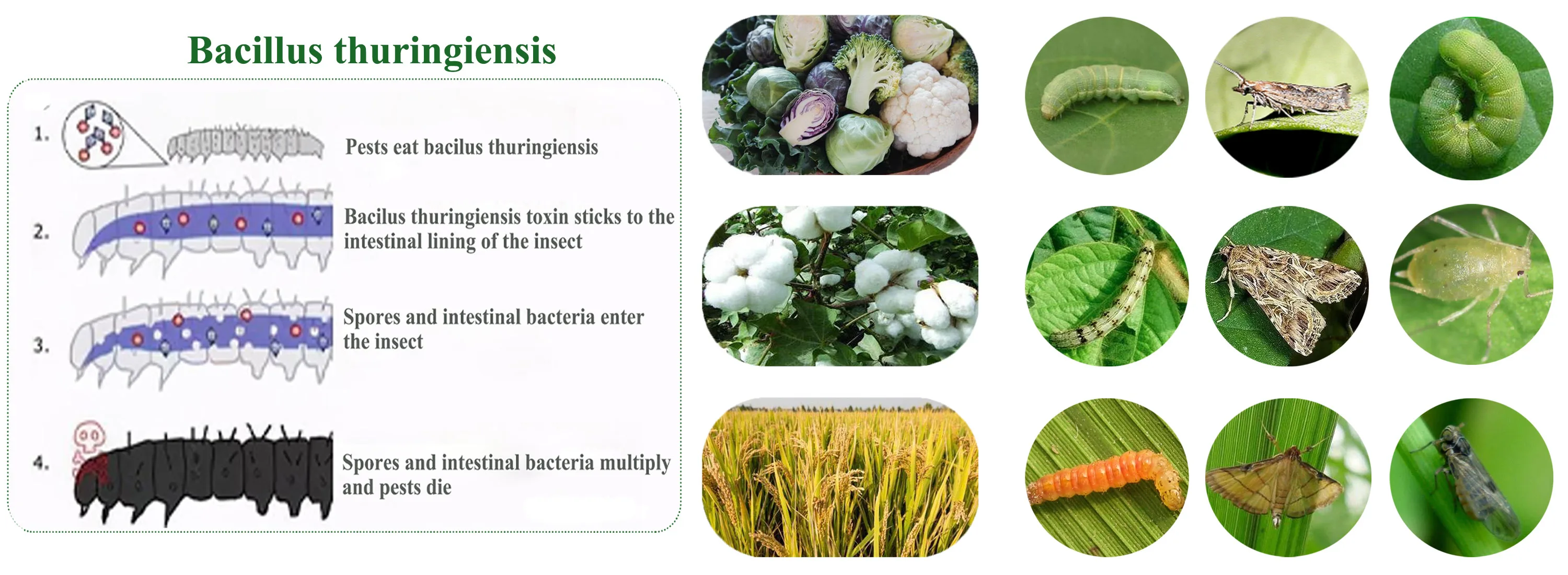 Como hacer bacillus thuringiensis casero