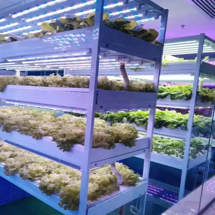 LED育成ランプ 水耕栽培システム 土を使わない野菜・植物