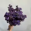 Púrpura