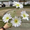 Chrysanthème d'été blanc à tête multiple, agréable au toucher.