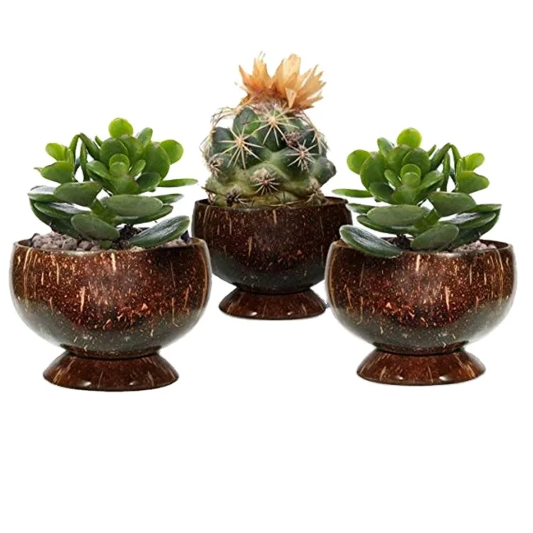Fancy Handicraft Customized Coconut Shell Ice Cream Cup Natural Coconut Planting Cup