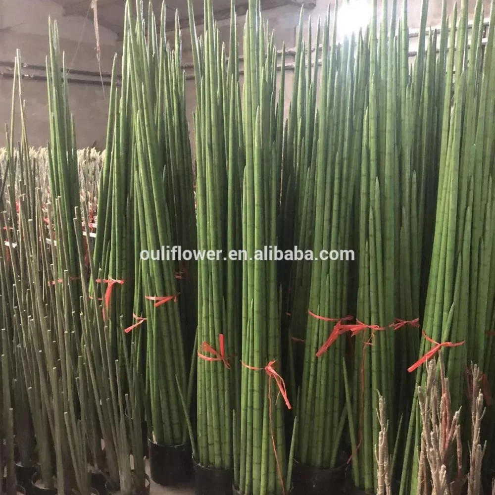 braid snake plant Sansevieria Cylindrica Braid 2
