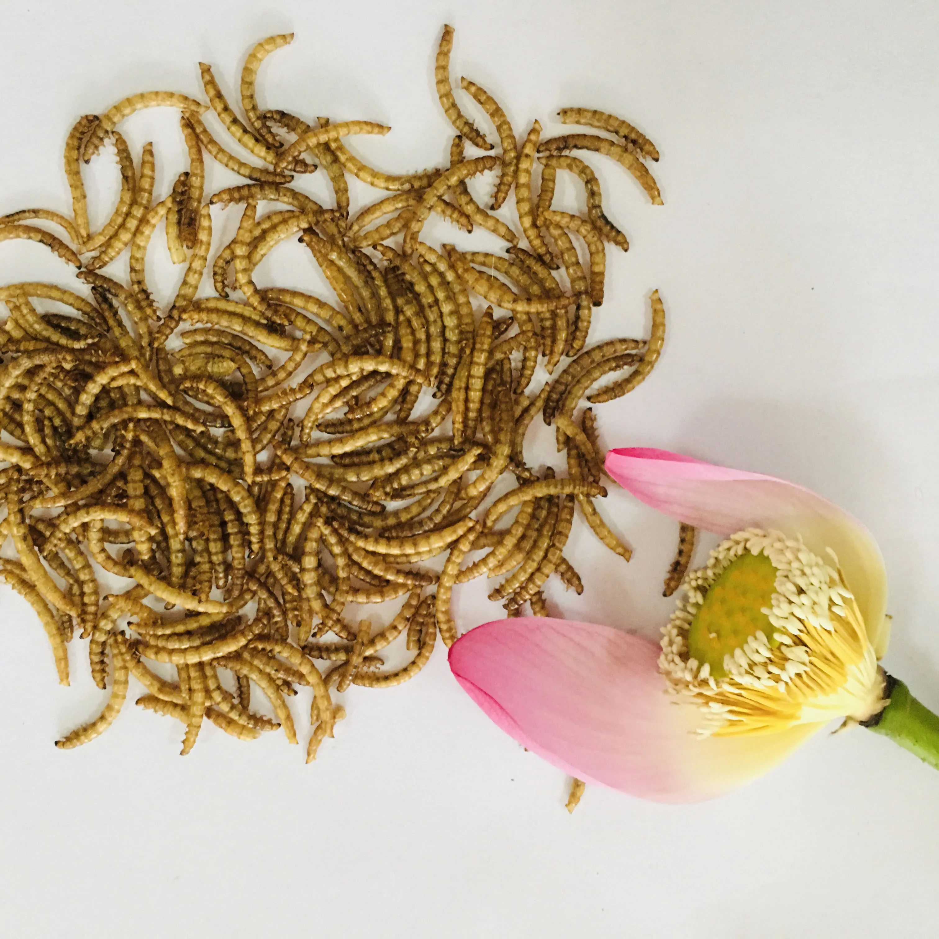 factory Own breeding farms best price superior quality dry mealworms