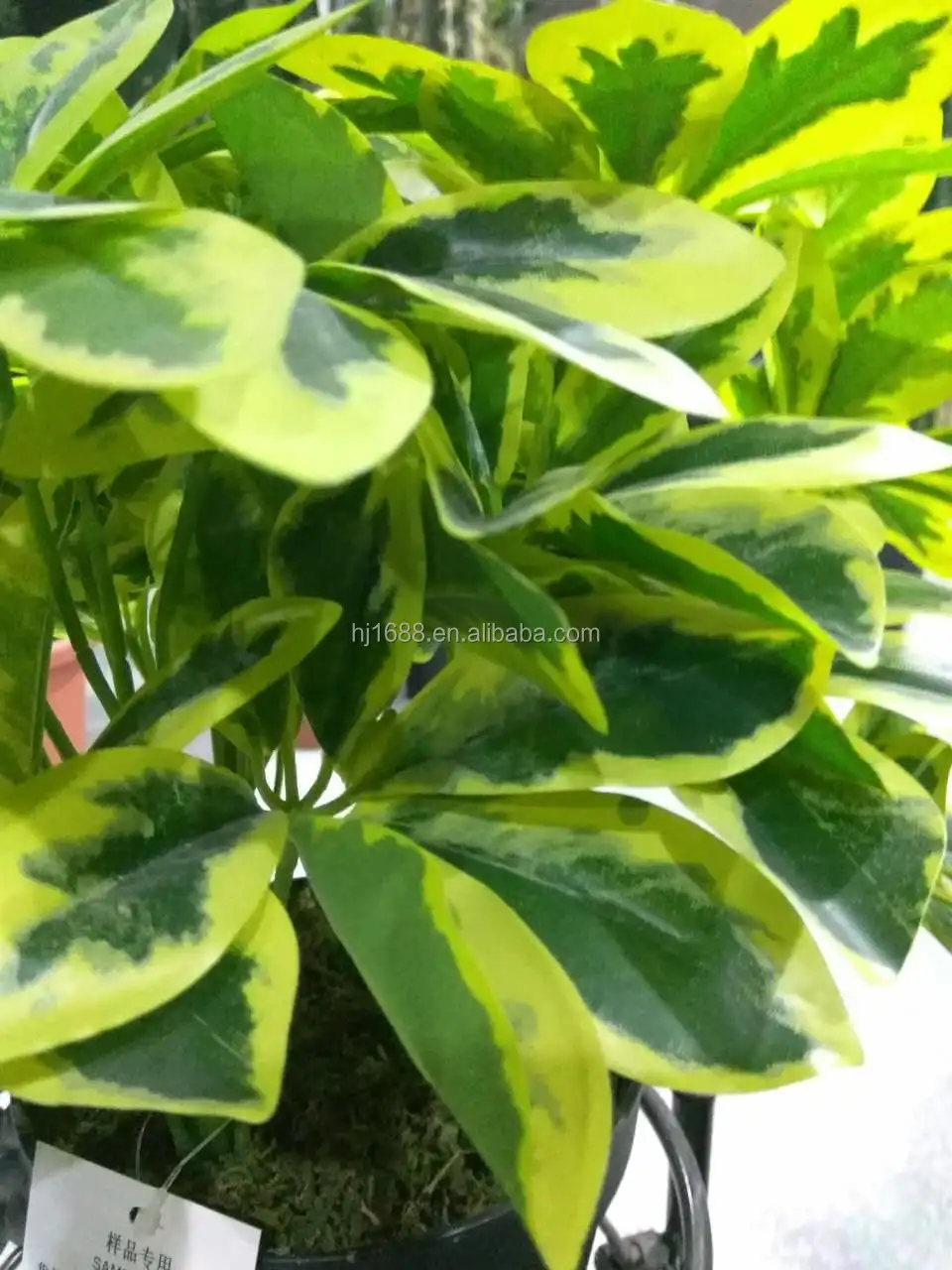 Chinesischer Hersteller Hochwertiger Immergrner Kunstbonsai im Topf Knstliche  Schefflera-Pflanze fr Schreibtisch und Flur| Alibaba.com