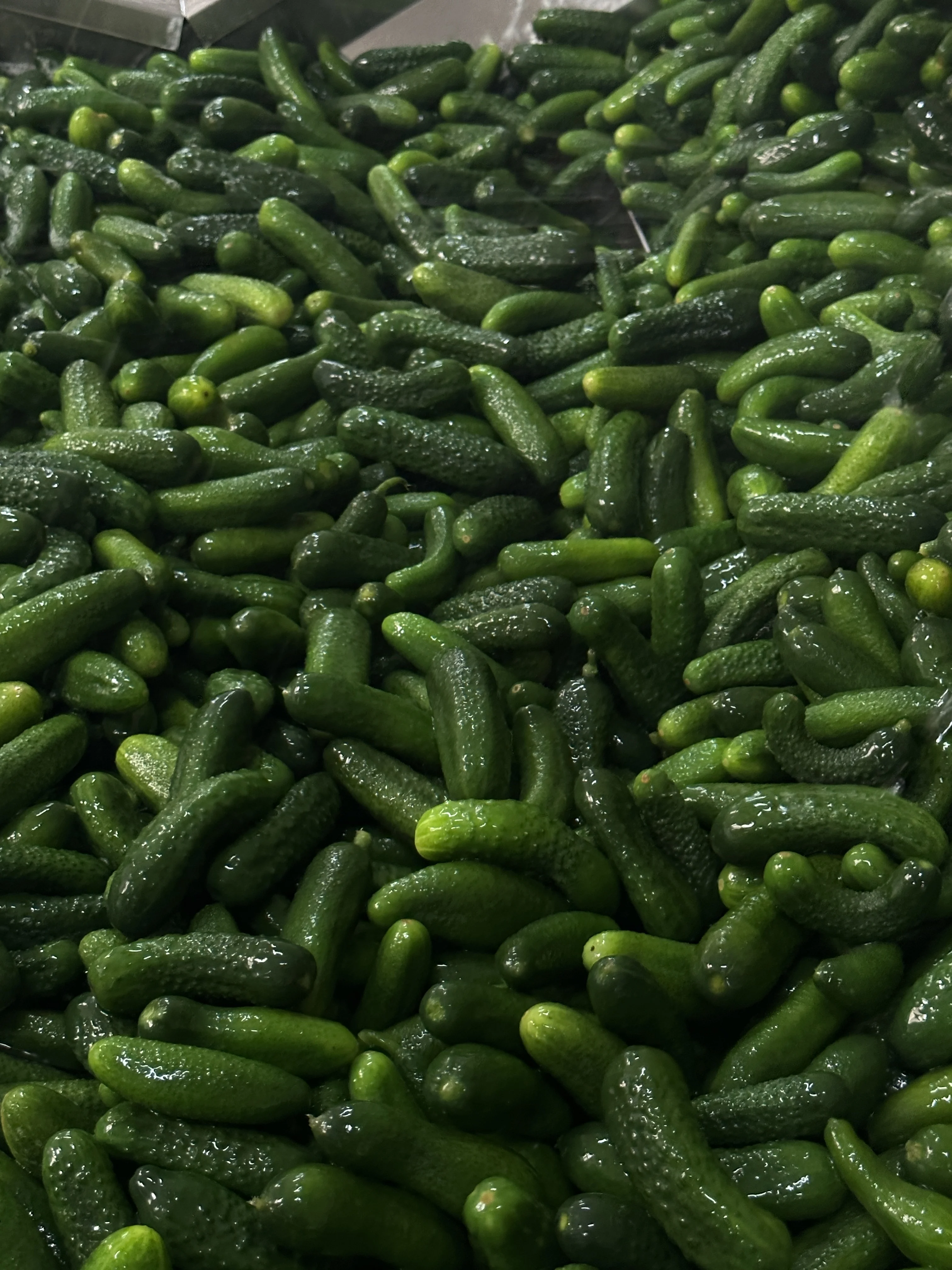 Fresh Canned Pickled Cucumber Baby Cucumber Canned Bulk Barrel Buy Pickled Baby Cucumber