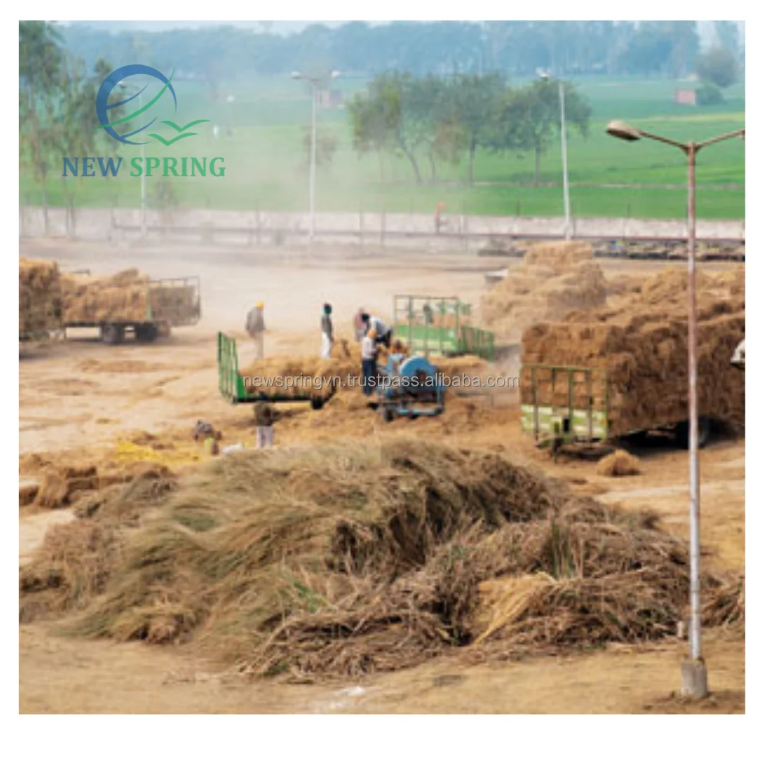 Rice Hay,Rice Straw Large And Small Baled Straw Animal Feed Best Price