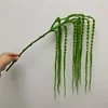 Green Amaranthus
