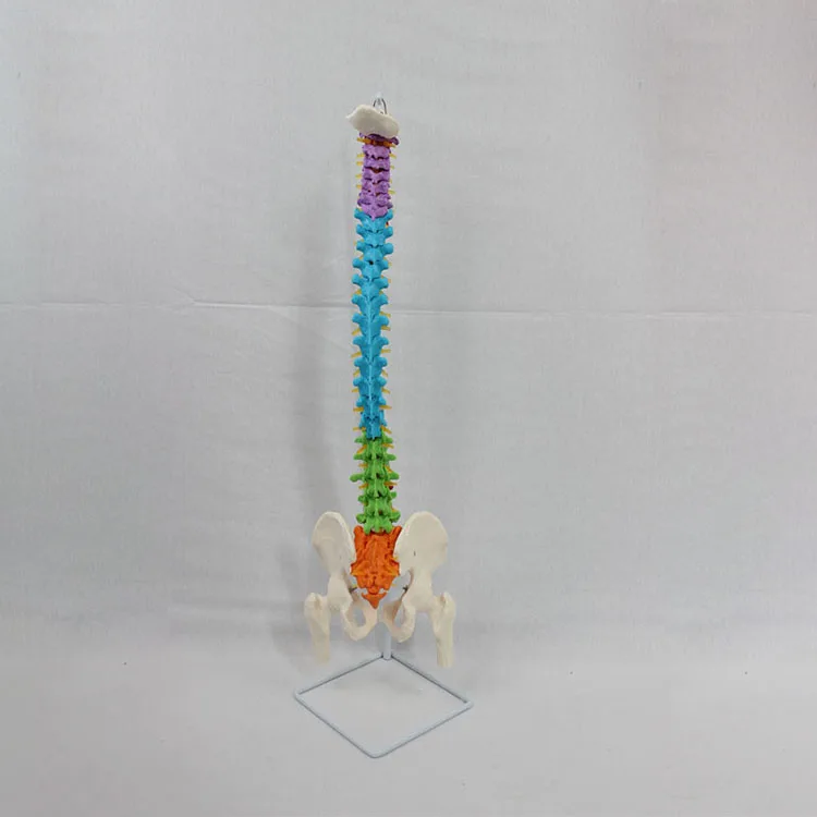 2024 новая коррекция KRC в натуральную величину анатомических моделей позвоночника таза бедренной головы и спинномозговой нервы цветовая модель