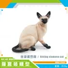 PL127-2911 Chat Siamois Assis 76g