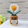 White daisies plant(no base)