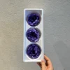 Viola
