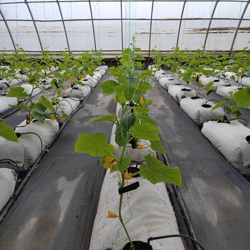 Costeffective Tomato Hydroponic System Hydroponic Growing Bags For