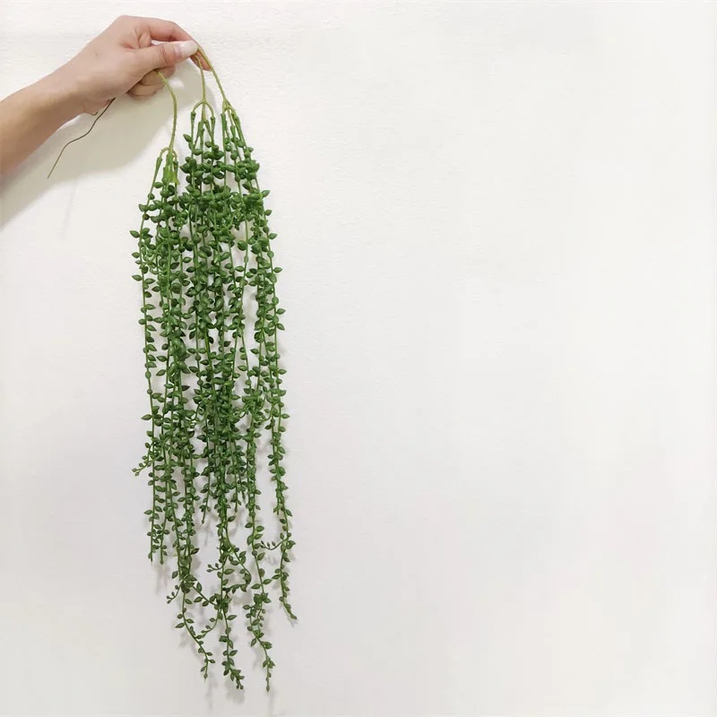 a lavender plant 'Summer Serenade' Lavender