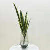 Green and yellow-edged snake plant bundle (4 stems)
