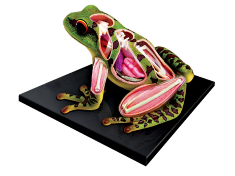 4D Frog Anatomical Model with 31 Parts PVC Skeleton Organ Structure Biology Teaching Resource for Schools