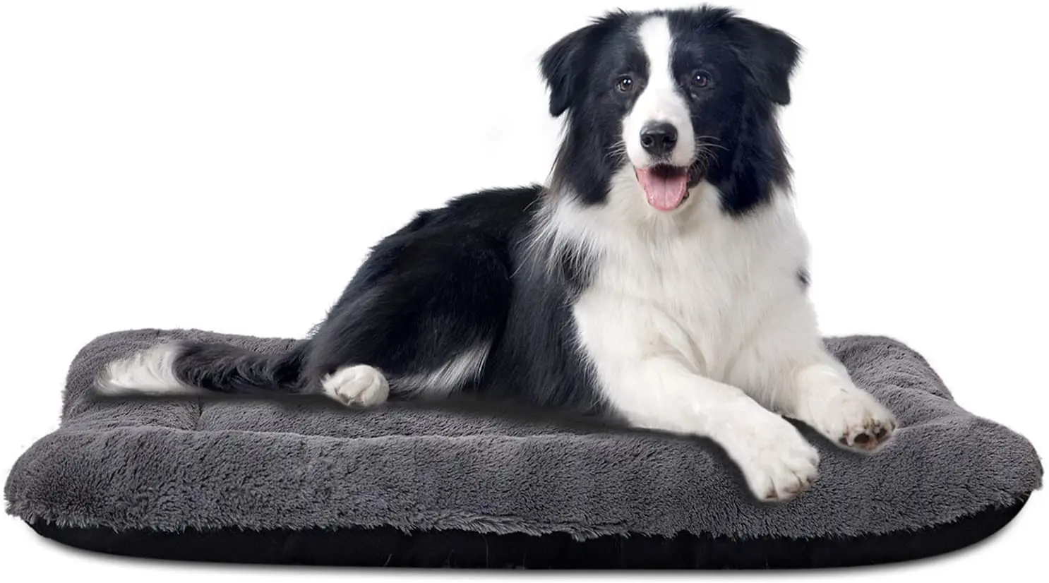 What Size Dog Bed For A Border Collie