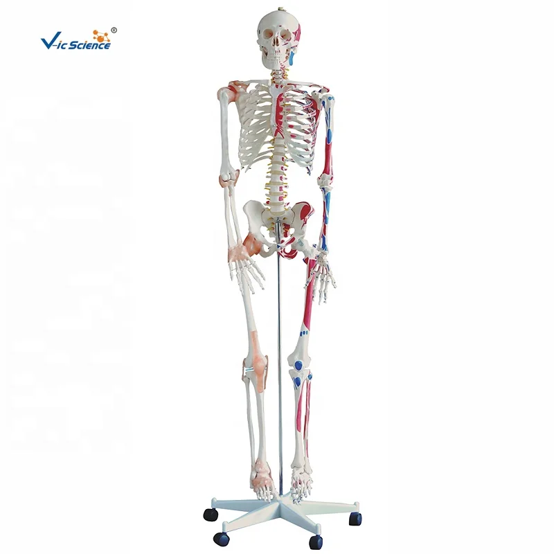 Squelette anatomique humain taille réelle 170cm