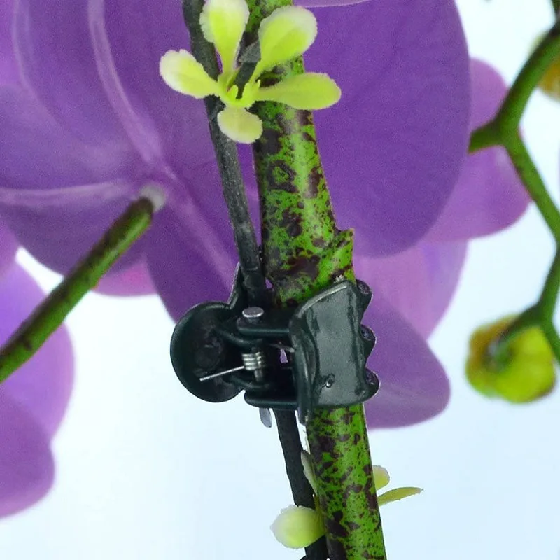 Garden plants with vegetable greenhouses fixed clip phalaenopsis plastic vine clip plant climbing flowers fixed special supplier