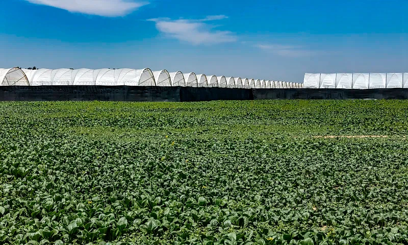 Dehydrated Spinach Wholesale | Bulk Spinach Supplier H97d6d52c0403434b98b3c5258afb3877U