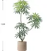 Peacock Wood 1.6m [Luxury Edition] PP Coffee Pot