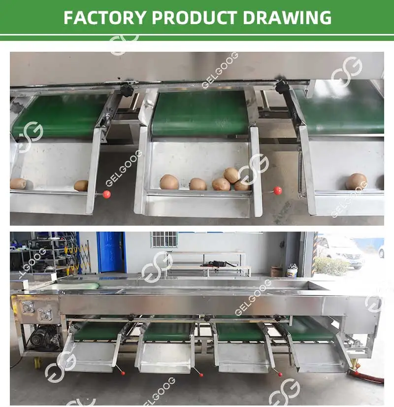 Gelgoog Automatic Chestnut Sweet Potato Sorting Machine Price Electric ...