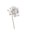 White purple