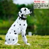 54 dalmata
