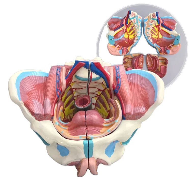 Modelo Anatomico Pélvico Para Mujer,Con Suelo Pélvico,Músculo Y Sistema  Nervioso - Buy Pélvica En La Mujer Los Genitales Y Vascular Nervio  Ejercicio Modelo,La Enseñanza De La Pelvis Femenina Modelo,La Pelvis  Femenina Anatómico