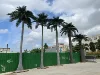 Custom coconut tree