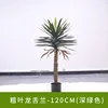 Agave à feuilles épaisses - 120cm
