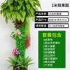 Eucalyptus Set F