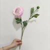 rosa 2