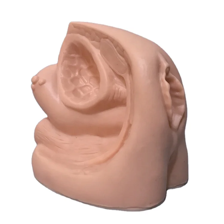 生物学人間の解剖学的高度な女性の内部外部生殖器モデル Buy 生殖器のモデル 人体解剖学オルガンモデル 女性の器官モデル Product On Alibaba Com