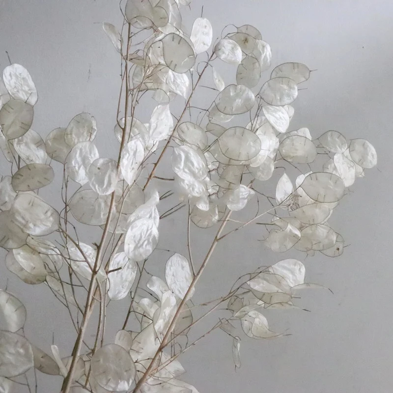 Fiori secchi mini Lunaria ▻ Ordina ora