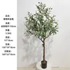 150cm olive tree (thick trunk)